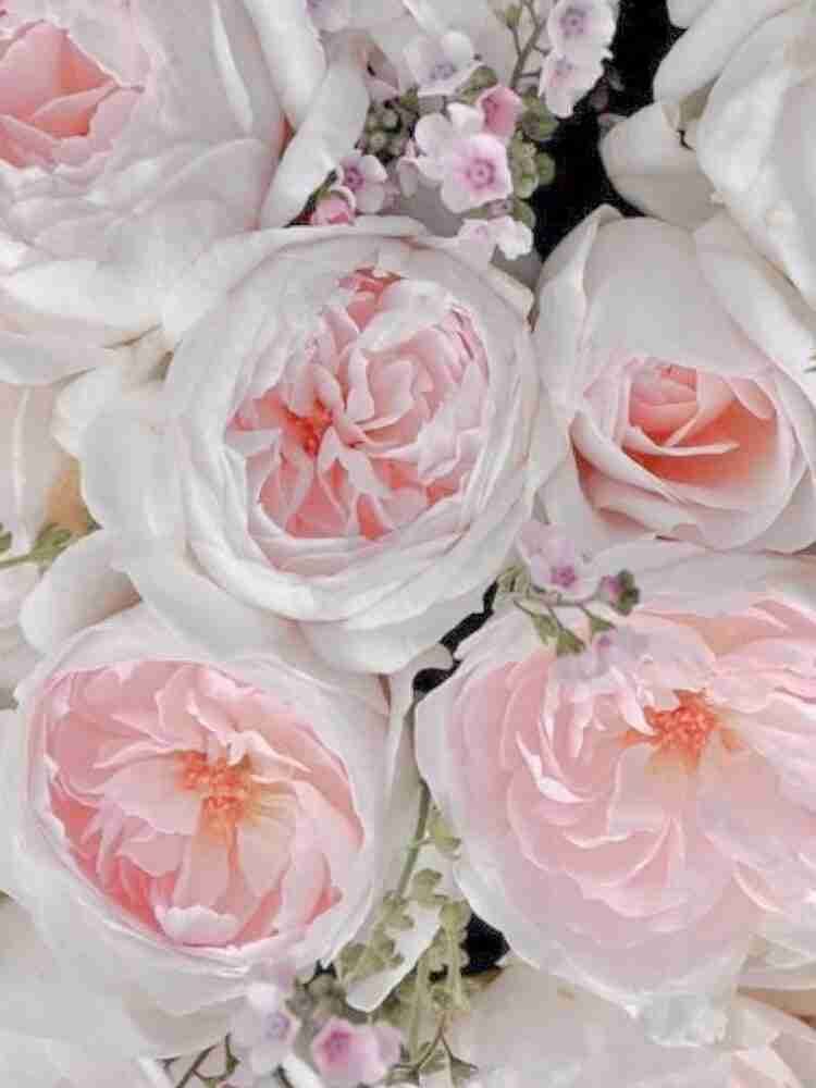 Rose Inglesi: eleganti e profumate